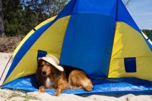 Sonnenschutz am Strand - Hund in Strandmuschel